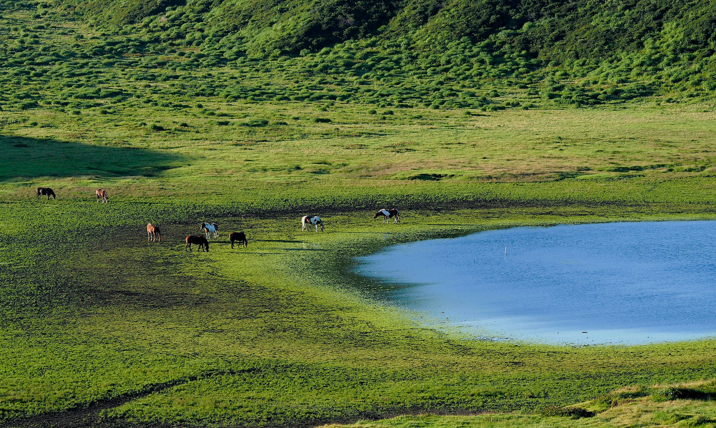 草原と馬(遠景)
